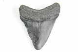 Juvenile Megalodon Tooth - South Carolina #195922-1